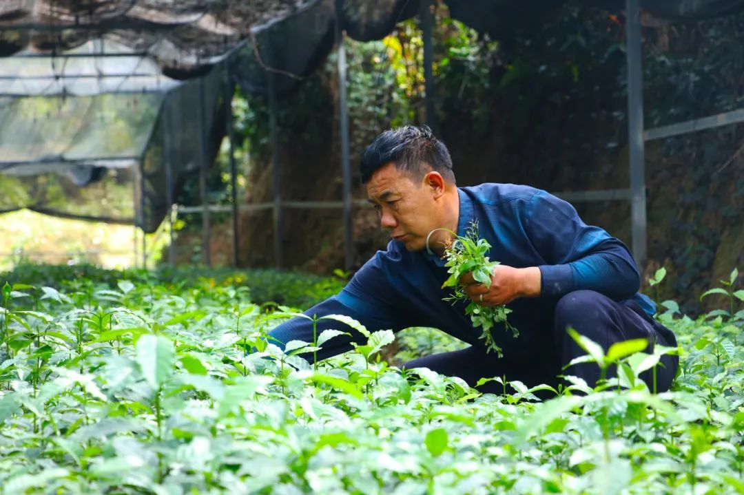 云南鎮(zhèn)康哈里咖啡莊園有限責任公司哈里咖啡莊園內育苗技術員在管護瑰夏苗（2025年4月3日李麗君攝） (1).jpg