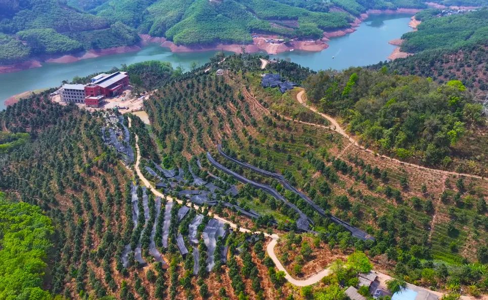 云南鎮(zhèn)康哈里咖啡莊園有限責任公司哈里咖啡莊園（2025年4月3日李麗君攝） (2).jpg