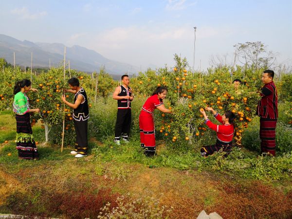 軍賽鄉(xiāng)蜜桔采摘