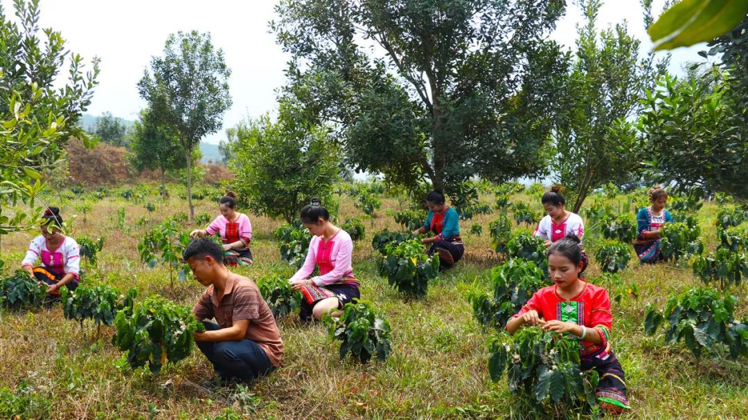 哈里村村民到云南鎮(zhèn)康哈里咖啡莊園有限責任公司哈里咖啡莊園務工（2025年4月3日李麗君攝） (3).jpg